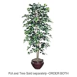 PLANT,FICUSTREE,6FT