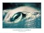 California Classics "Laguna Beach" Surfing Poster