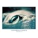 California Classics "Laguna Beach" Surfing Poster