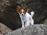 Isaac, The Story of an Amazing Dog.