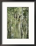 A Great Egret Wading Through a Swamp Art Styles Framed Photographic Poster Print by Jason Edwards, 17x21