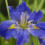 Iris Louisiana All Agaze (6)