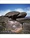 Photographic Prints of Turtle Rock, Mount Roraima summit, Estado Bolivar, Venezuela, South America from Robert Harding