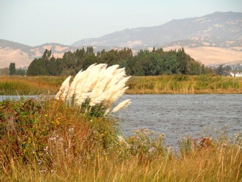 Wind-blown Pampas Grass, Gizzly Island, California - Framed Photo Art Print 11" X 14