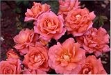 Review World of Roses  / Wandering Minstral