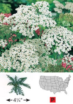 Flower Achillea Yarrow White D3201A (White) 500 Heirloom Seeds by David's Garden Seeds Flower Achillea Yarrow White D3201A (White) 500 Heirloom Seeds by David's Garden Seeds
