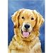 golden_retriever34golden retriever - Golden Retriever Portrait Breed Flag