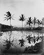 Hawaiian Swamp in Silhouette Photograph - Beautiful 16x20-inch Photographic Print from the Library of Congress Collection