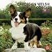 Cardigan Welsh Corgis 2013 Square 12x12 Wall