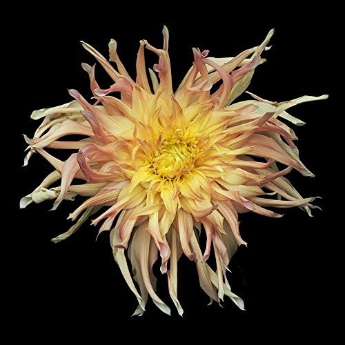 0078b 11"X 11" Limited Edition Fine Art Flower Photograph by Russ Martin "Orange and Pink Dahlia" COA (10% of the profit to be donated to The Nature Conservancy)