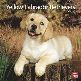 Labrador Retriever Puppies, Yellow 2010 Wall Calendar 12
