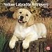 labrador11  - Labrador Retriever Puppies Yellow 2010 Wall Calendar 12
