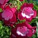 Bee Gees Gifts - Penstemon Maurice Gibb