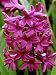 Hyacinthus Orientalis 