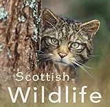 Scottish wildlife