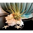 BUY : Seashell Air Plant Tillandsia Terrarium By Hinterland Trading