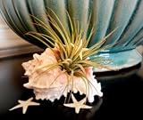 Hinterland Trading Seashell Air Plant Tillandsia Terrarium with Two Starfish