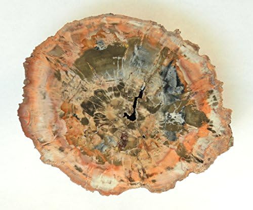 Electric Fire Arizona Petrified Wood Slab Araucaria 208 Million Years Old A2