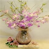 Pink Vase Dendrobrium