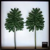 F-style リーフパネル・625x625x30mm　Philodendron bipinnatifidum