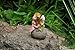 Top Collection Enchanted Story Fairy Garden Little Fairy and Frog on Stone Outdoor Statue
