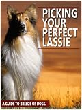 Picking Your Perfect Lassie: A guide to breeds of dogs