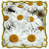 Ox-Eye Daisy (Chrysanthemum leucanthemum) Jumbo Wildflower Seed Packet - 2000 Seeds