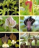 Assorted Jack-In-The-Pulpit 15 Seeds-Arisaema-Perennial