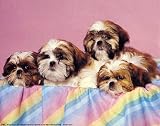 Shi-Tzu Dogs by Ron Kimball poster print,20 in. x 16 in.