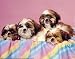 Shi-Tzu Dogs by Ron Kimball poster print,20 in. x 16 in.