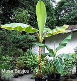 1 Hardy Basjoo Banana Plant - Musa - 2 1/2 " POT