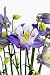 Columbine Flowers - 24