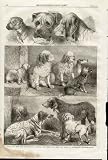 Prize Dogs drawn by Weir Birmingham 1861