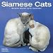 siamese5  - Siamese Cats 2010 Wall Calendar 12 X 12