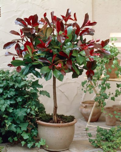Glanzmispel-Kugel-St&auml;mmchen Red Rubin&reg; rotbl&auml;ttrig, 1 Pflanze Preisvergleich