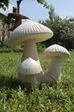 Eigenschaften Wilai  / Asiatischer Steinpilz