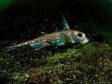 Ratfish, British Columbia, Canada Photographic Poster Print by David B. Fleetham, 24x18