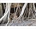 Photographic Prints of Tiger - resting amongst roots of Banyan Tree (Ficus benghalensis) from Ardea Wildlife Pets