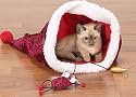 Savvy Tabby Holiday Hideout Santa Sack & Cat Toys