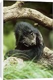 Canvas Prints of JPF-6845 Binturong / Bear Cat - grooming from Ardea Wildlife Pets