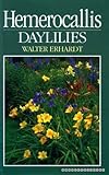 Hemerocallis