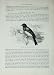 Grey Bird Pycnonotus Arsinoe Cassell'S Birds C1870