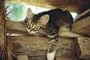 The Secret Life of Cats