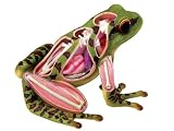 Revell X-Ray Frog Anatomy ModelsIMAGE