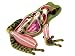 Revell X-Ray Frog Anatomy Models_s-1