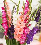Sunset Mix Large Flowering Gladiolus - 10 Bulbs