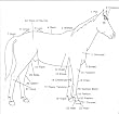 Basic Horse 101