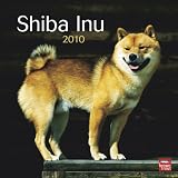 Shiba Inu 2010 Square Wall (Multilingual Edition)
