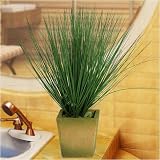 Bear Grass Silk Plant - 17H