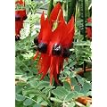 Tropica - Papageischnabel / Teufelskopf (Clianthus formosus syn. Swaisonia formosus) - 20 Samen